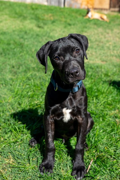 Photo of Philly, adoptable Labrador Retriever in Sedalia, Colorado