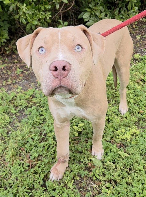 Photo of Forrest, adoptable American Staffordshire Terrier in Fort Lauderdale, Florida
