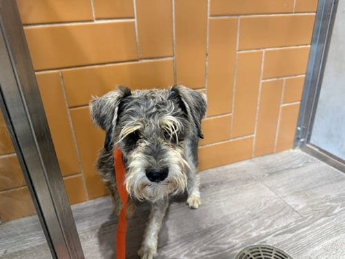 Photo of Schnitzel, adoptable Miniature Schnauzer in Garland, Texas