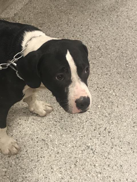 Photo of Goose, adoptable Pit Bull Terrier in Conroe, Texas