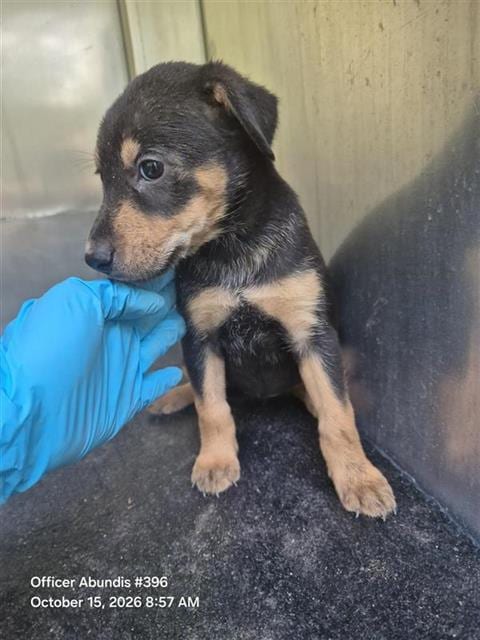 Photo of Diamond, adoptable Doberman Pinscher in San Antonio, Texas