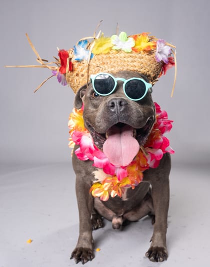 Photo of Gobster, adoptable dog in Atlanta, Georgia