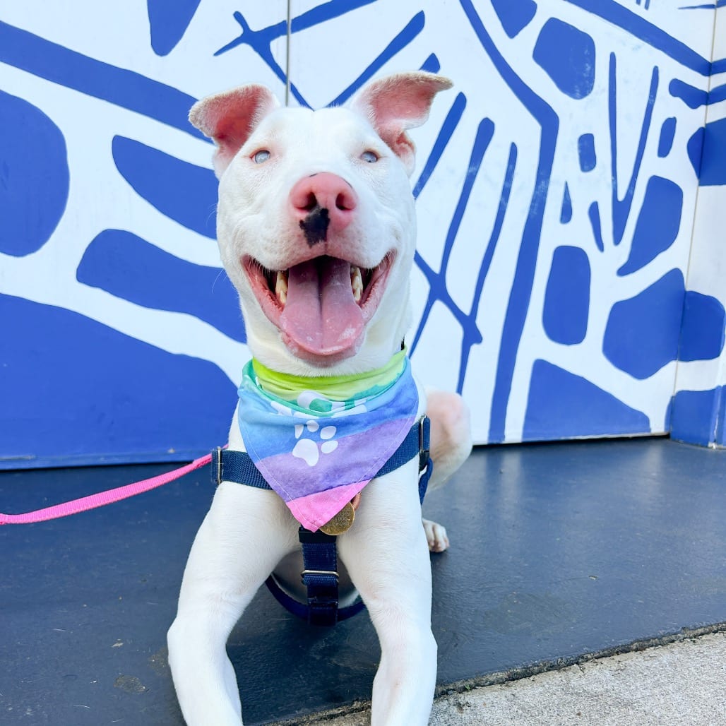 Photo of Peppa, adoptable Mixed Breed (Medium)