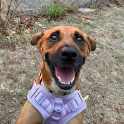 Photo of Pop, adoptable Black Mouth Cur Mixed Breed (Medium) in Stephenville, Texas
