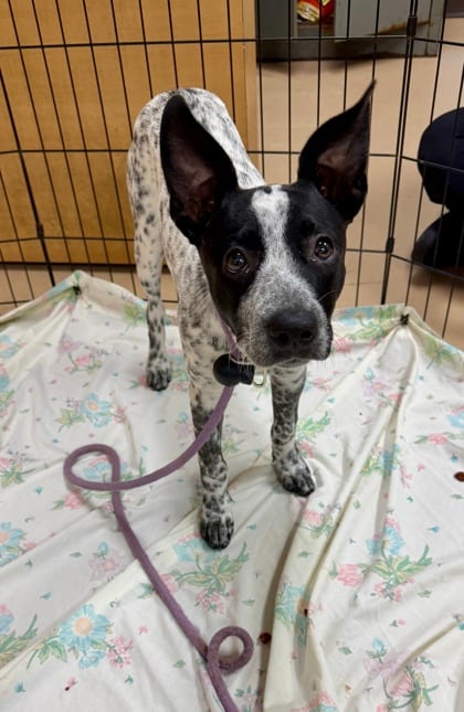 Photo of Remington, adoptable dog in Chamblee, Georgia