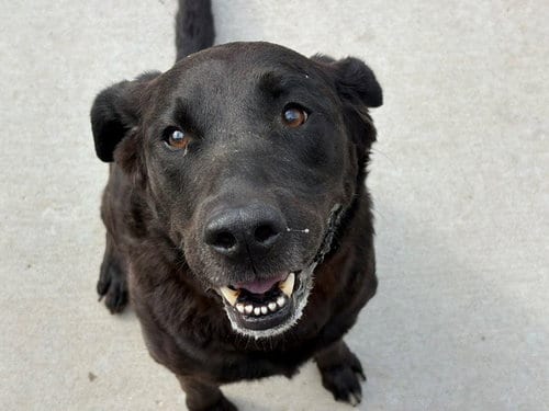 Photo of Buddy, adoptable Labrador Retriever in Tulsa, Oklahoma
