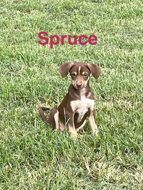 Photo of Spruce, adoptable Hound in Topeka, Kansas