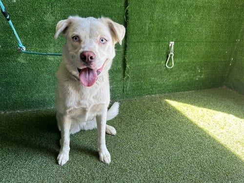 Photo of Minnie Lee, adoptable Siberian Husky in Lancaster, California