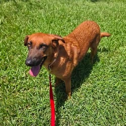 Photo of Zola BW, adoptable Black Mouth Cur Dutch Shepherd in Hartford, Connecticut
