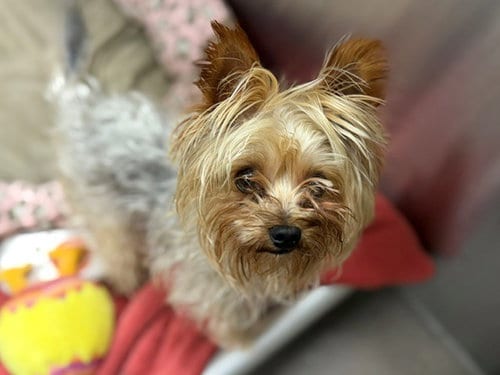 Photo of Lola, adoptable Yorkshire Terrier Yorkie in Denver, Colorado