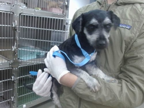 Photo of Frankie, adoptable Terrier in Salinas, California