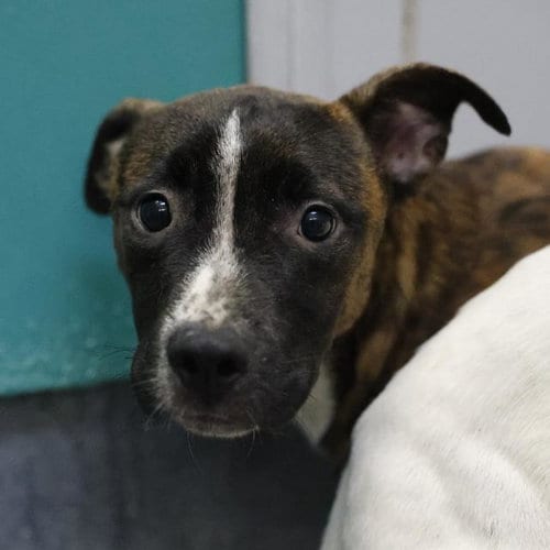 Photo of Oscar, adoptable American Staffordshire Terrier in San Antonio, Texas