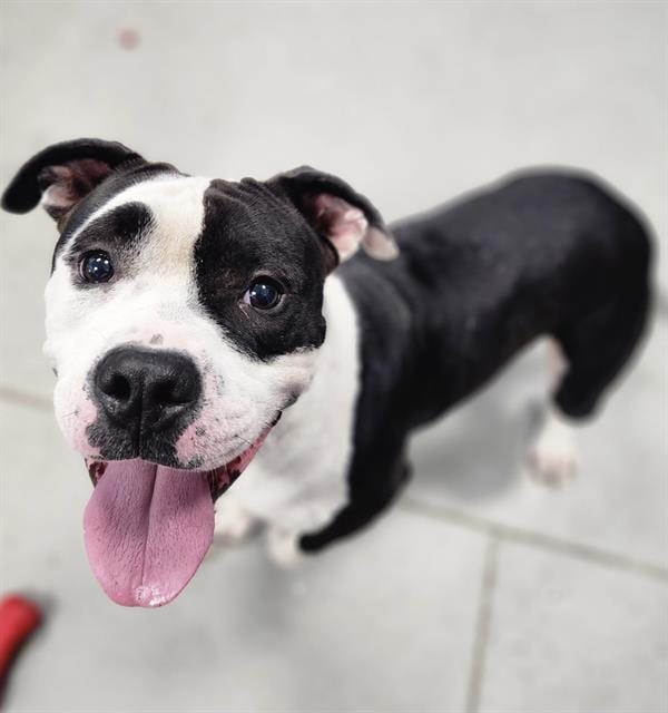 Photo of Beetlejuice, adoptable dog in Palmetto, Florida