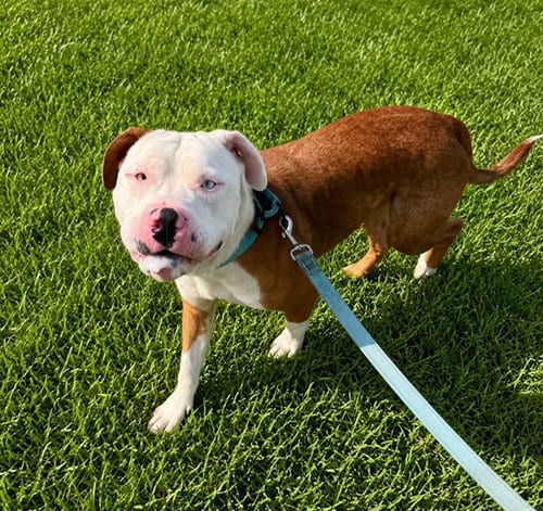 Photo of Pringles, adoptable American Staffordshire Terrier in Ocala, Florida