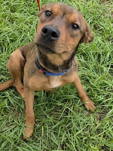 Photo of Apricot, adoptable English Coonhound in Fort Lauderdale, Florida