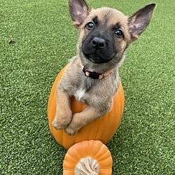 Photo of Hallowed Harvest - Howden - Located in Florida, adoptable Belgian Malinois in Imlay City, Michigan