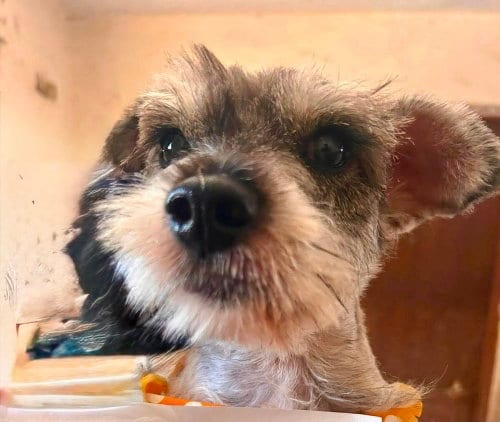Photo of Freddy, adoptable Schnauzer in San Diego, California