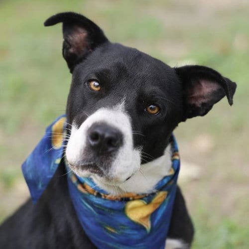 Photo of Blake, adoptable Labrador Retriever in San Antonio, Texas
