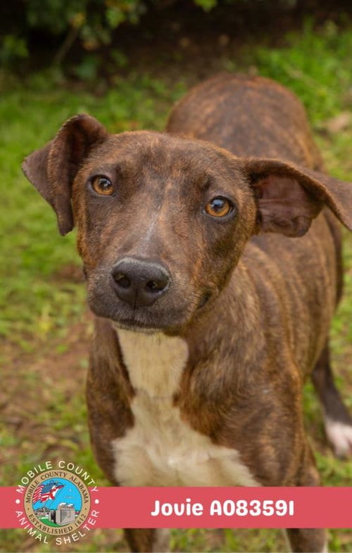 Photo of Jovie, adoptable Jack Russell Terrier (Parson Russell Terrier) in Mobile, Alabama