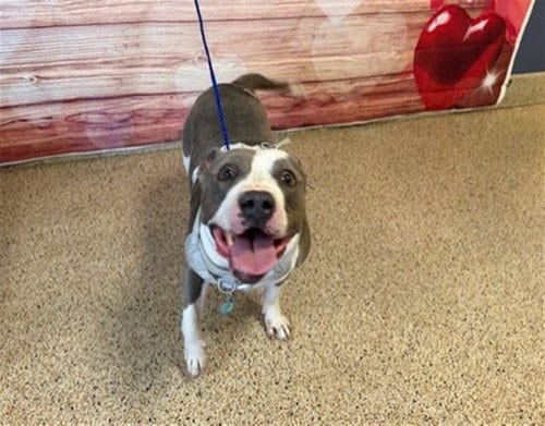 Photo of Zane, adoptable Terrier in Miami, Florida