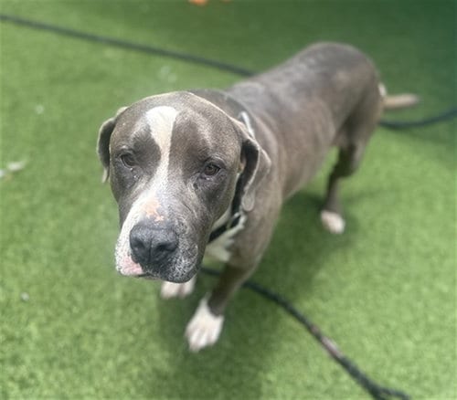 Photo of Bruno, adoptable American Bulldog in Dallas, Texas