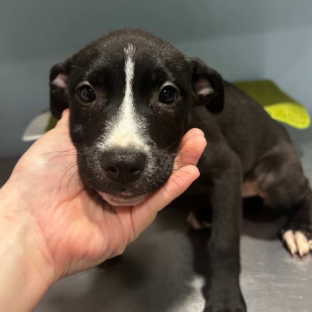 Photo of Mita, adoptable Mixed Breed (Medium) in Chattanooga, Tennessee