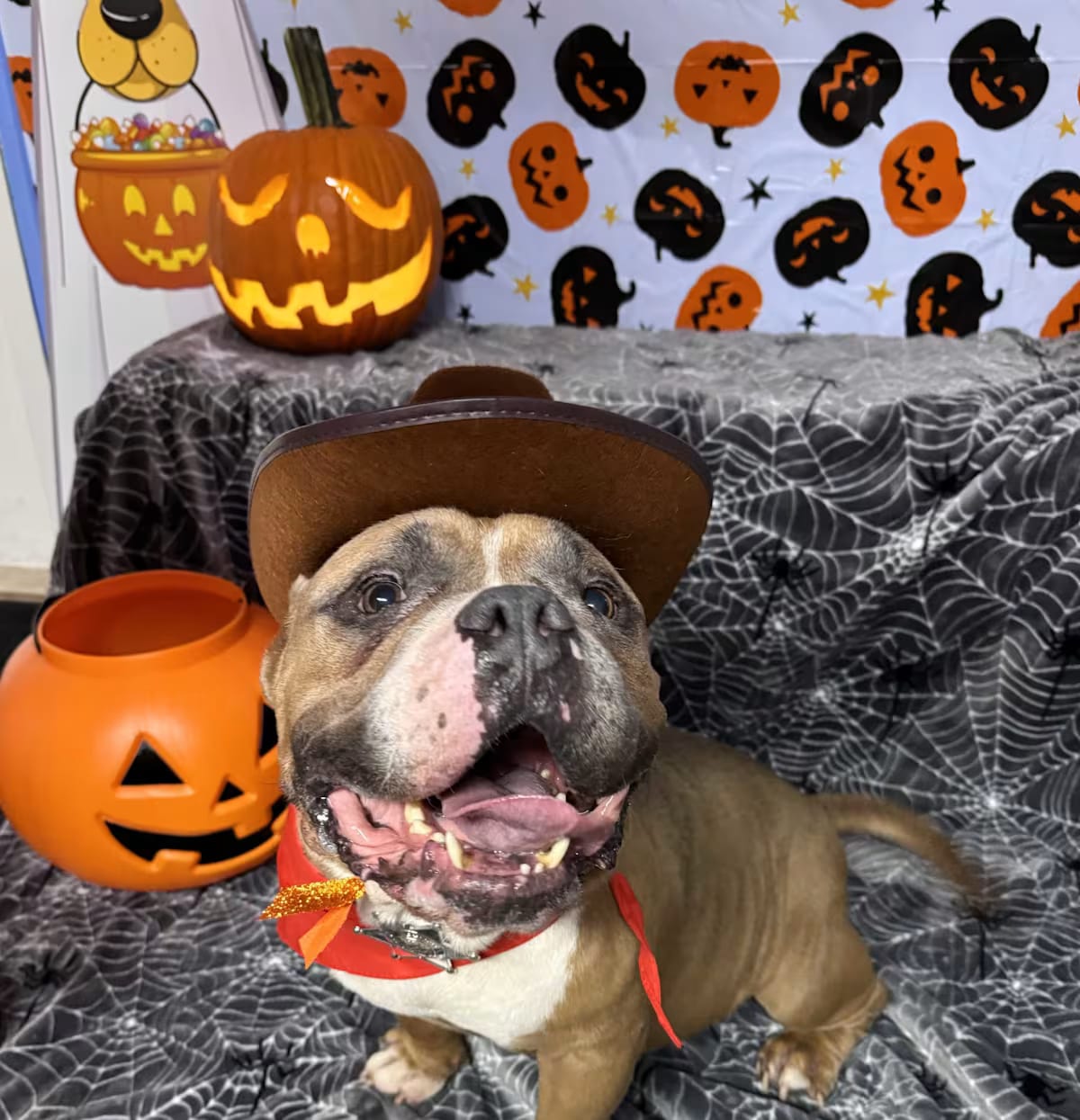 Photo of Curtis, adoptable Bull Terrier in Pompano Beach, Florida