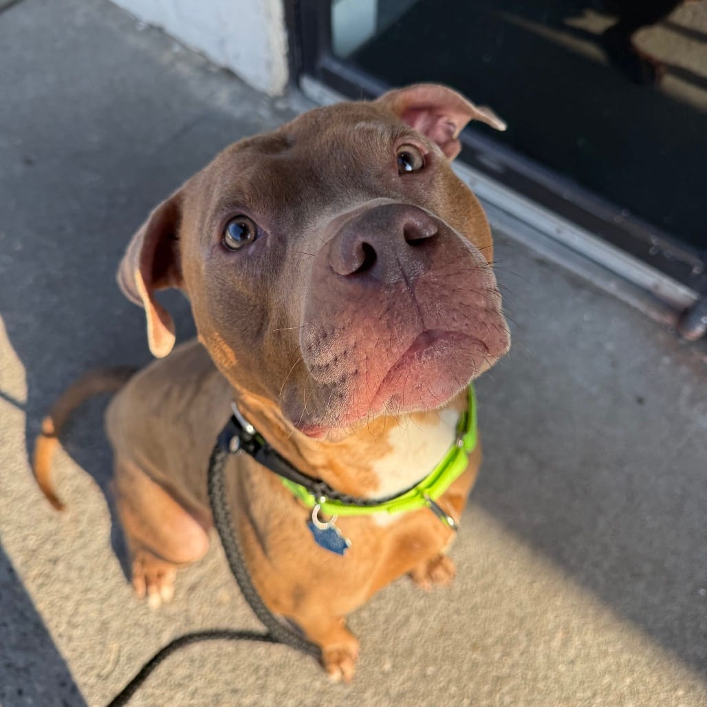 Photo of Banana, adoptable Mixed Breed (Large) / Mixed Breed (Large) in Patchogue, New York