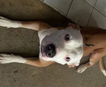 Photo of A048323, adoptable Pit Bull Terrier in Tracy, California