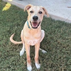 Photo of Murphy JHR, adoptable Labrador Retriever Great Pyrenees in Nashville, Tennessee