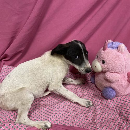 Photo of Mira, adoptable Border Collie in Modesto, California