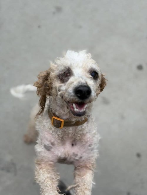 Photo of Alfred, adoptable Poodle (Toy) in Santa Maria, California