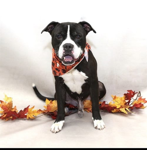 Photo of Okidogi, adoptable Terrier in Sanford, Florida