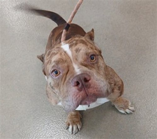 Photo of Toast, adoptable English Bulldog in Fort Lauderdale, Florida