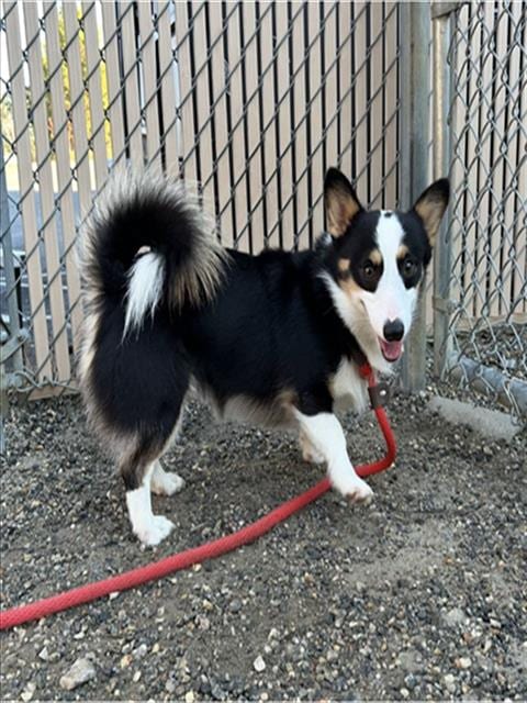 Photo of Past, adoptable Cardigan Welsh Corgi in Palmetto, Florida