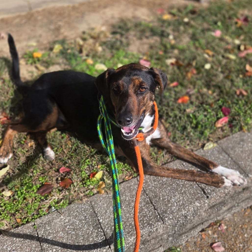 Photo of Hee Haw, adoptable Mixed Breed (Medium) in St. Louis, Missouri