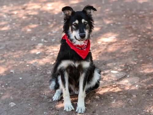Photo of Pepe, adoptable Border Collie in San Andreas, California