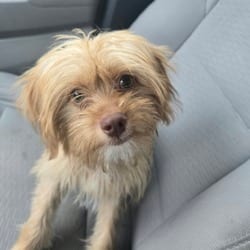 Photo of Cheese Toast NHR, adoptable Yorkie, Yorkshire Terrier Australian Terrier in Hartford, Connecticut