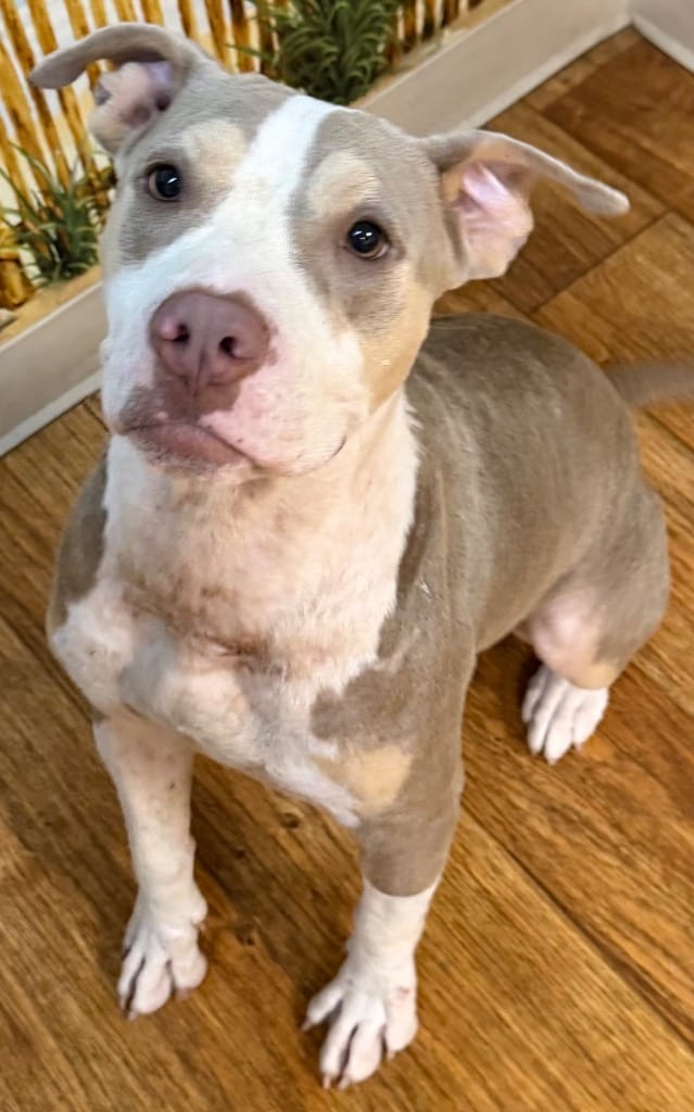 Photo of Dolphin, adoptable Mixed Breed in Ocala, Florida