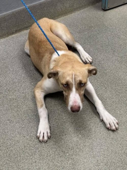 Photo of Plain Jane, adoptable Pit Bull Terrier in Las Vegas, Nevada