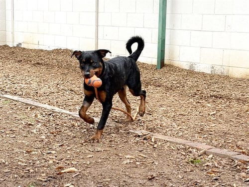 Photo of Barnabe, adoptable Rottweiler in Phoenix, Arizona