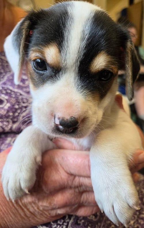 Photo of Milky Way, adoptable Terrier in St. Augustine, Florida