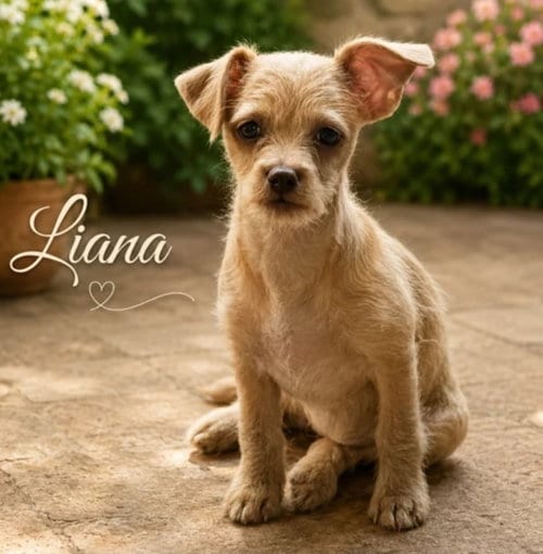 Photo of Liana, adoptable Chihuahua in Morganville, New Jersey
