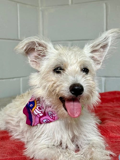 Photo of Flora, adoptable Terrier in San Leon, Texas