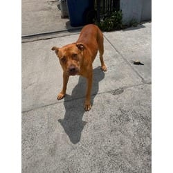 Photo of Ginger, adoptable Terrier (Unknown Type, Medium) in Doral, Florida