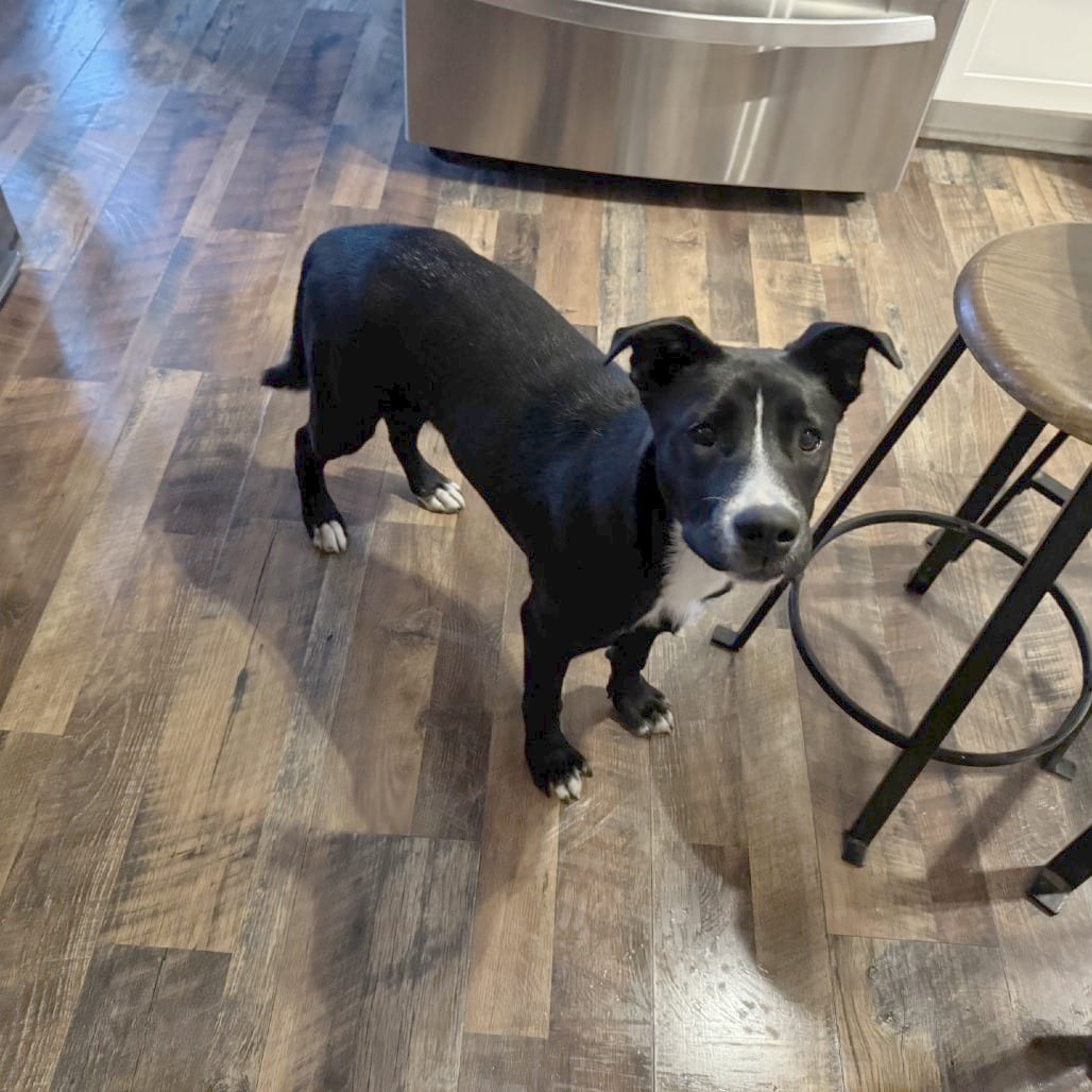 Photo of Sans Serif (Font Pup), adoptable Mixed Breed (Medium) in St. Louis, Missouri
