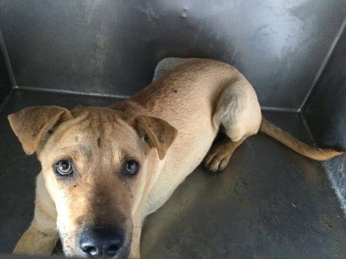 Photo of Stewie, adoptable Chinese Shar-Pei in Riverside, California