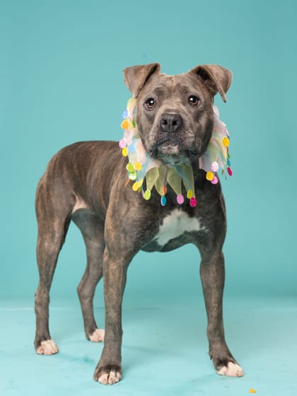 Photo of Amber, adoptable dog in Atlanta, Georgia