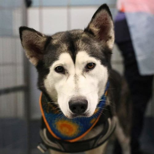 Photo of Ariya, adoptable Siberian Husky in San Antonio, Texas