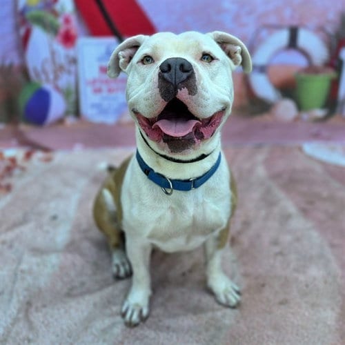 Photo of Mr Worldwide, adoptable Pit Bull Terrier in Long Beach, California